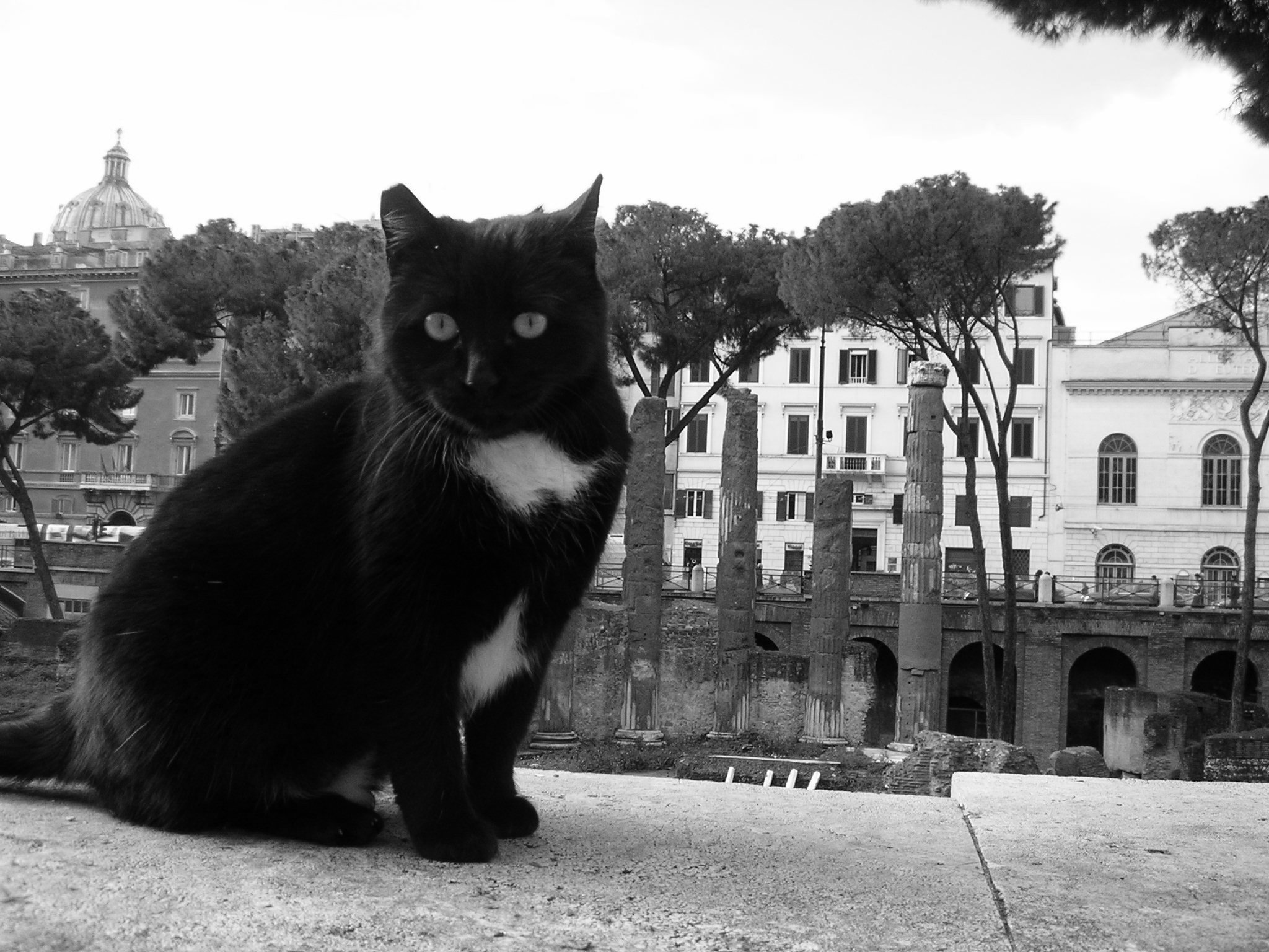 Historia del gato en Roma