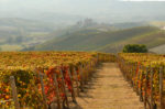 Viñedos de le Langhe, ideales como destino de boda en Italia